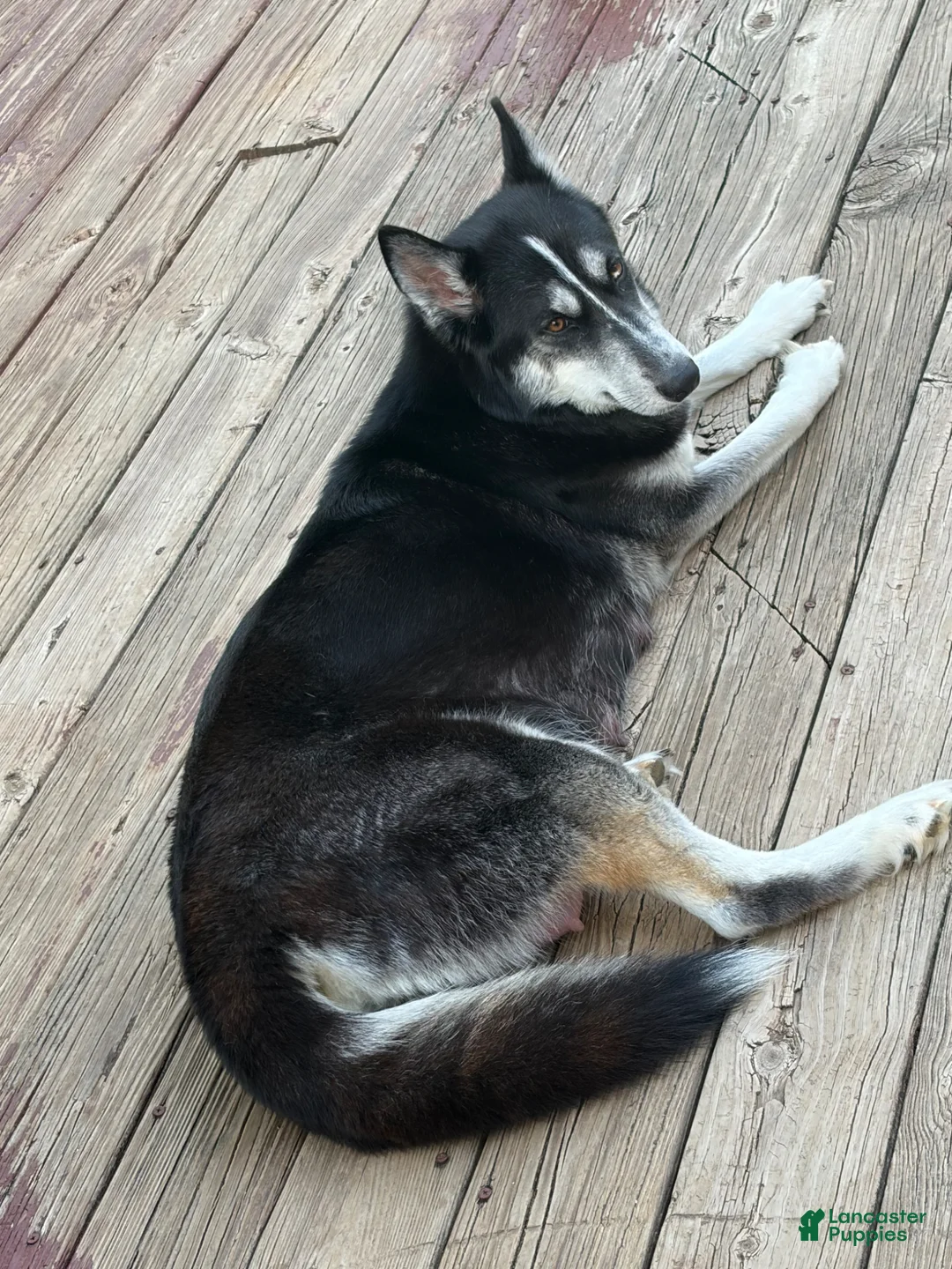 Mixed Breed dogs for sale: Lydia - Ad 6
