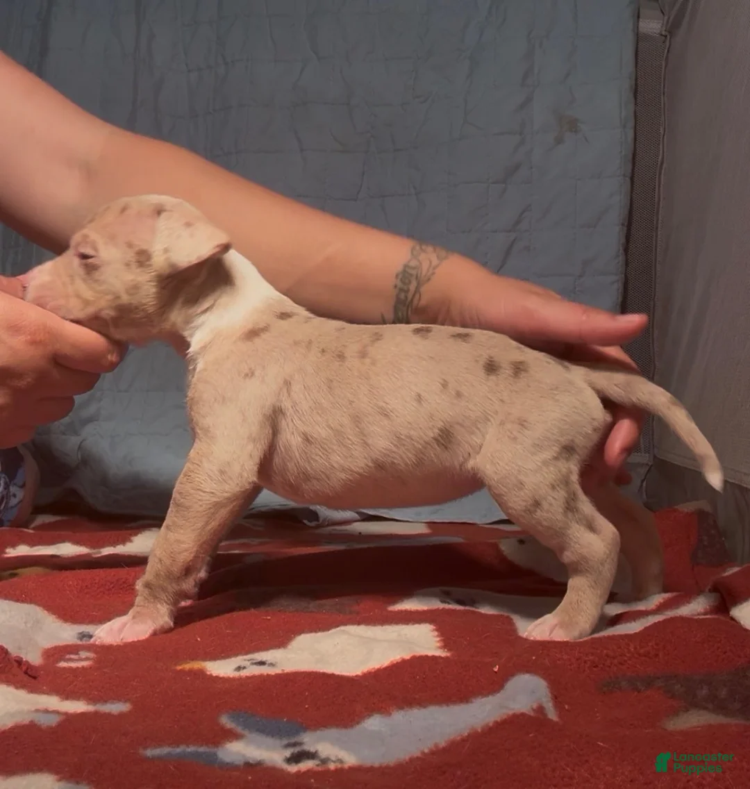 American Bully dogs for sale: American Bully 3 Female - Ad 1