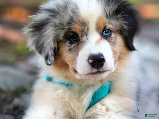 Mixed Breed dogs Mixed Breed Puppy 1 - Ad 10