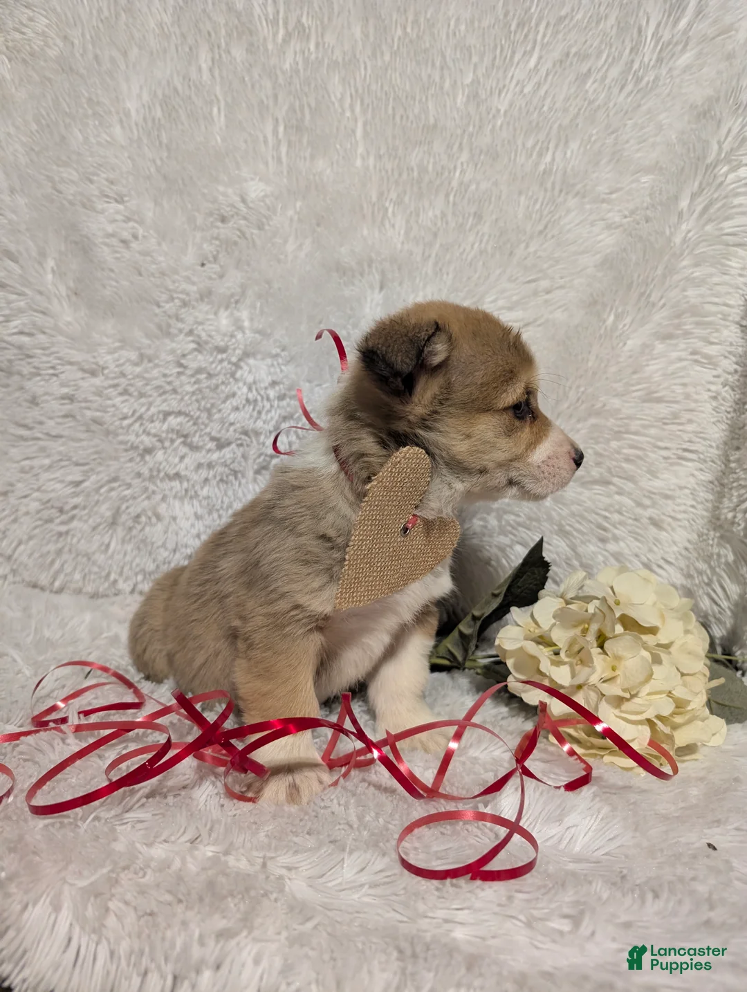 Welsh Corgi Pembroke dogs for sale: Kay - Ad 3