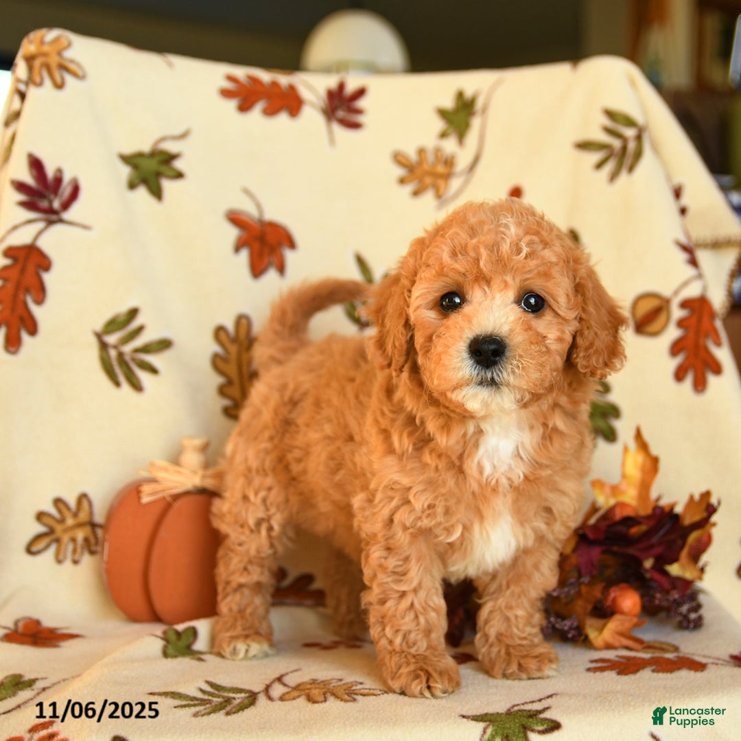 Havapoo dogs for sale: Homer - Ad 1