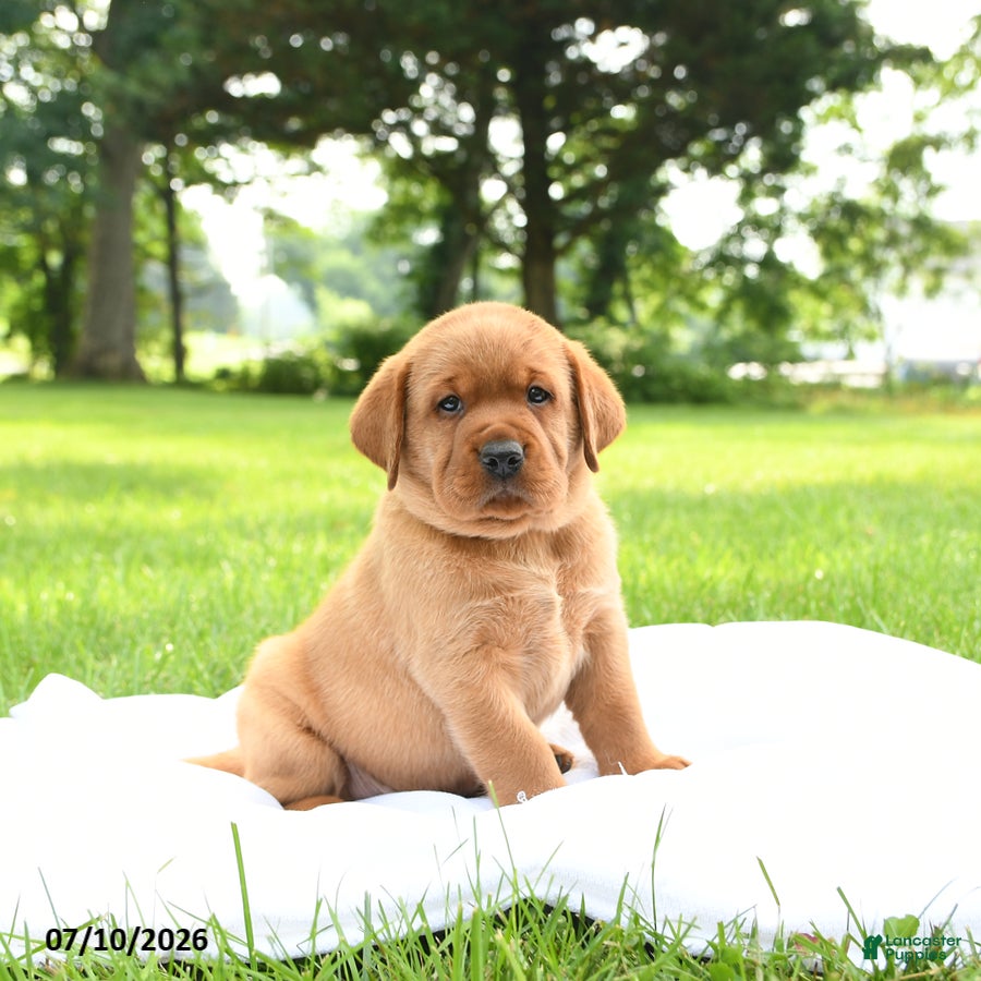 Labrador Retriever dogs for sale: Cedar - Ad 1