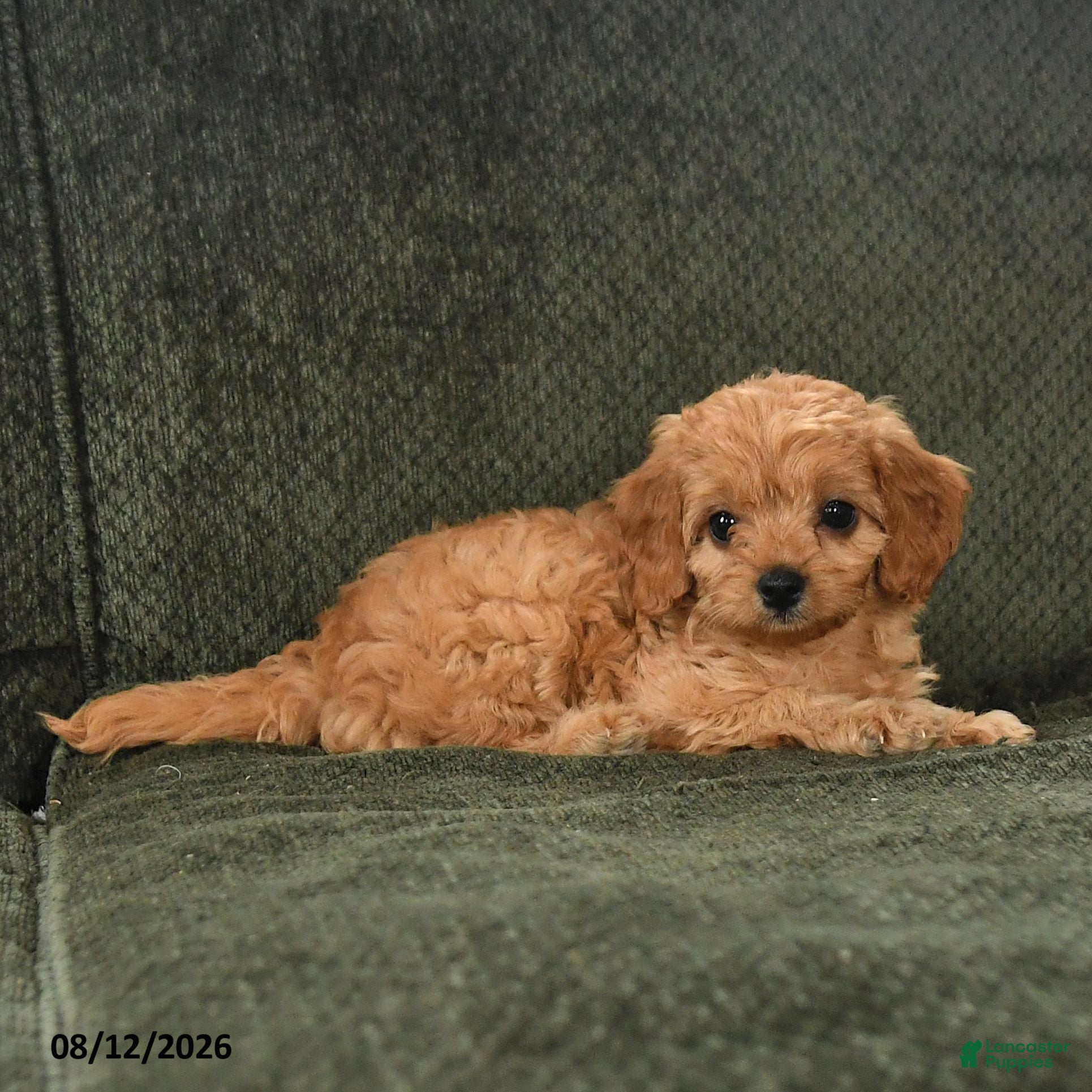 Cavapoo dogs Pippin - Ad 2