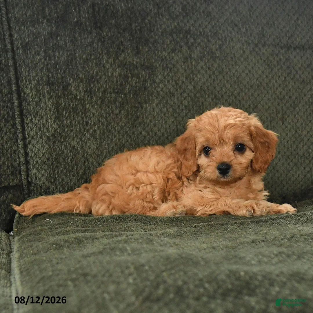Cavapoo dogs for sale: Pippin - Ad 2