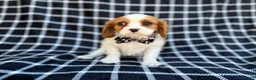 Cavalier King Charles Spaniel dogs for sale: Gunner - Ad 3