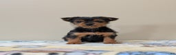 Yorkshire Terrier dogs for sale: Cain - Ad 3