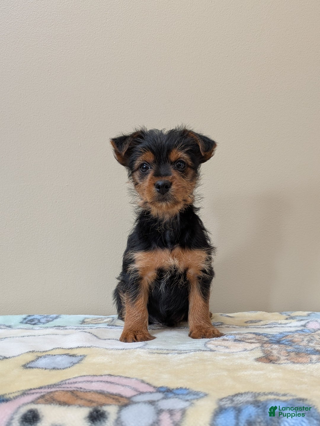 Yorkshire Terrier dogs for sale: Cain - Ad 3