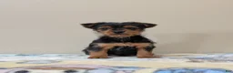 Yorkshire Terrier dogs for sale: Cain - Ad 3