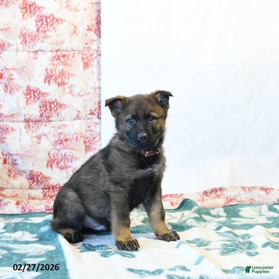German Shepherd dogs Hickory - Ad 1