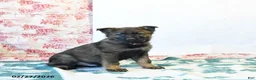 German Shepherd dogs for sale: Hickory - Ad 2
