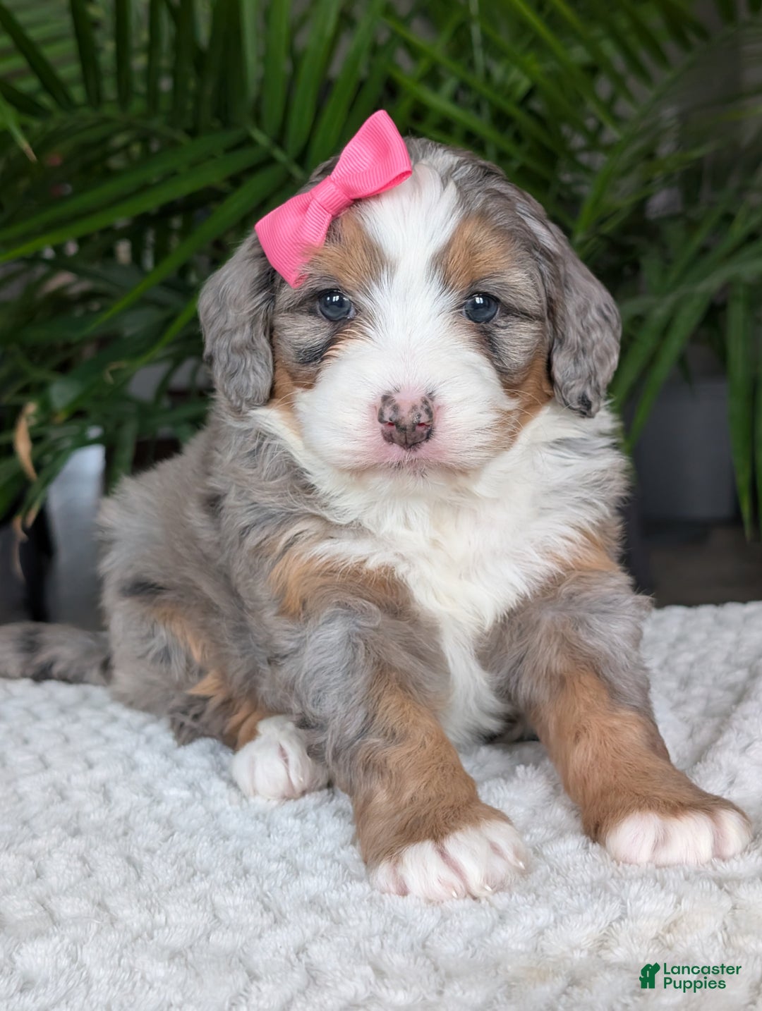 Mini Bernedoodle dogs for sale: Mini Allie  - Ad 5