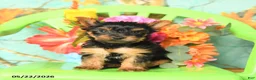 Yorkshire Terrier dogs for sale: Buddy - Ad 3