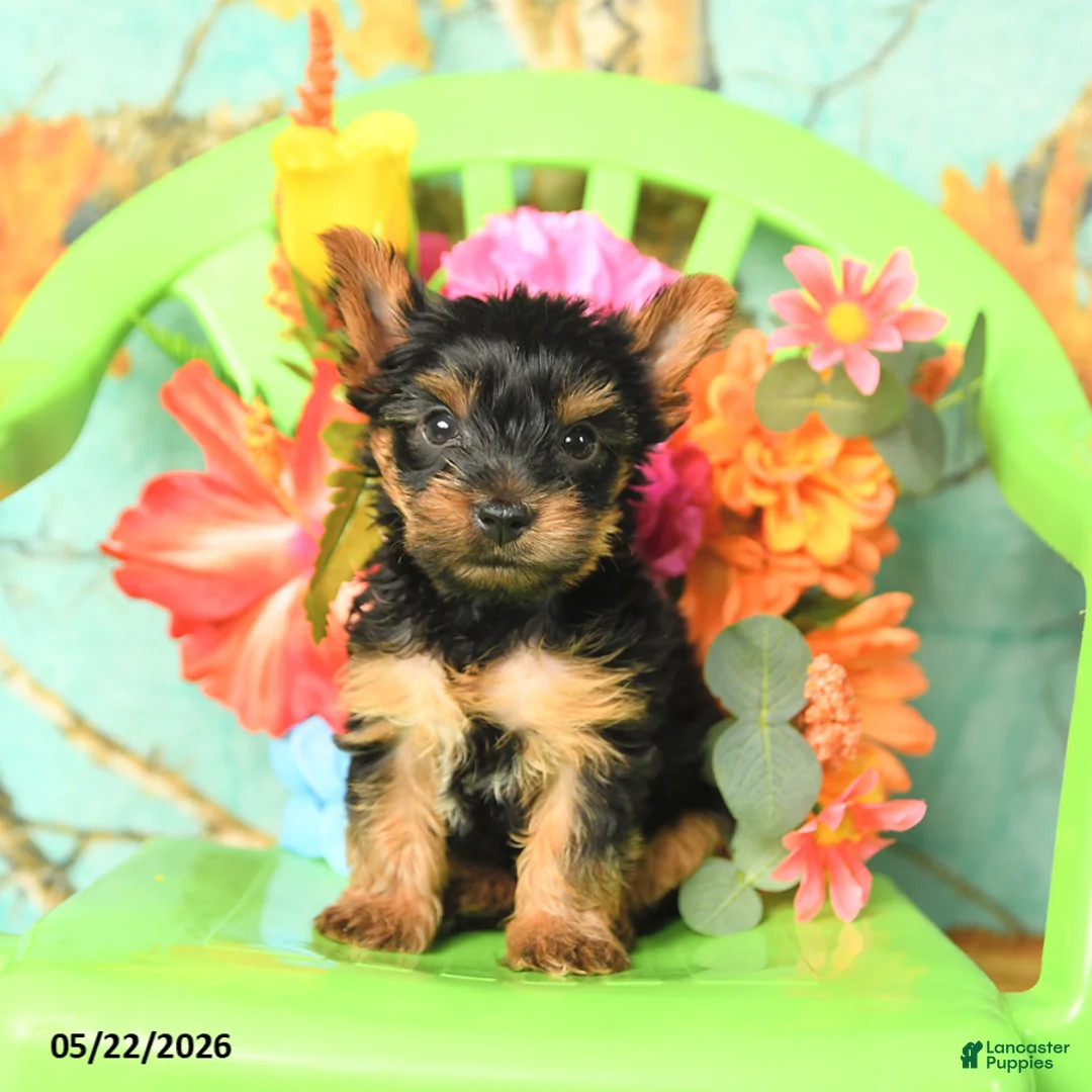 Yorkshire Terrier dogs for sale: Buddy - Ad 3