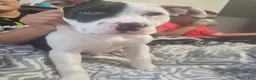American Pit Bull Terrier dogs for sale: American Pit Bull Terrier 2 - Ad 2