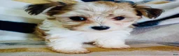 Yochon dogs for sale: Missy - Ad 3