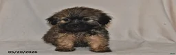 Teddy Bear dogs for sale: Cole - Ad 3