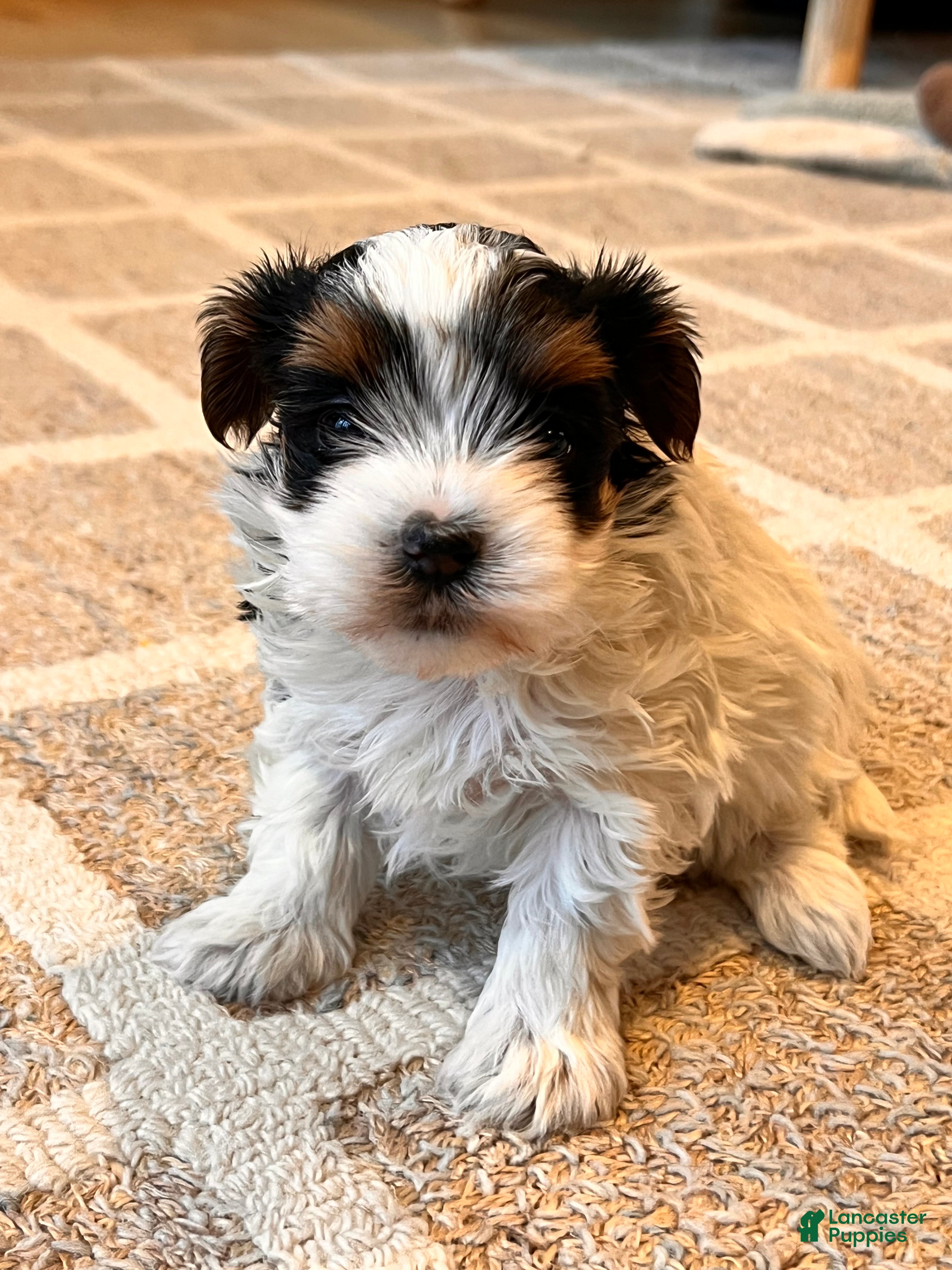 Morkie dogs Paris - Ad 1