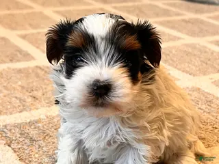 Morkie dogs for sale: Paris - Ad 1