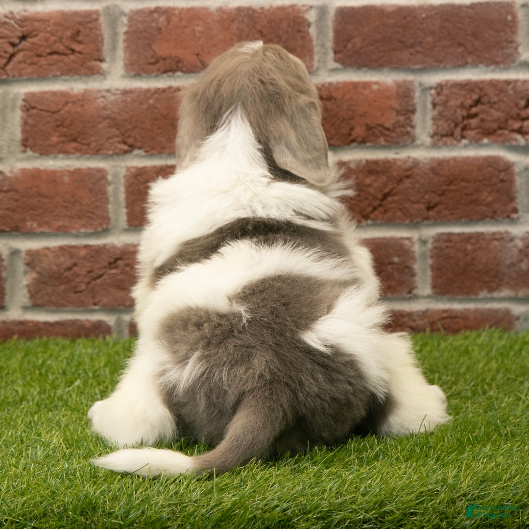 Newfoundland dogs for sale: Dexter - Ad 5