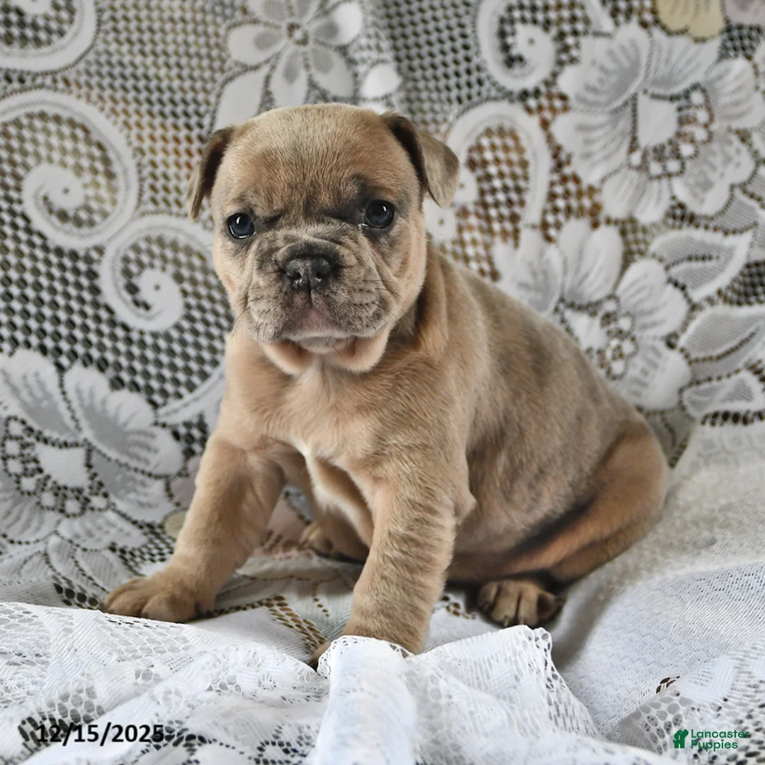 French Bulldog dogs for sale: Gingerbread - Ad 8