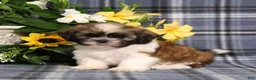 Shih Tzu dogs for sale: Truffles - Ad 5