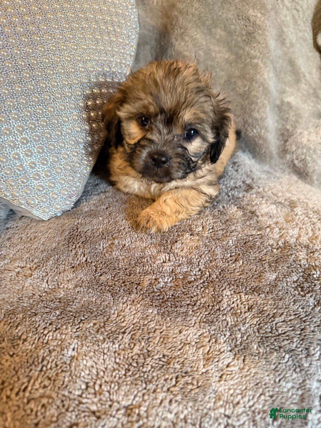 Mixed Breed dogs for sale: Mixed Breed Puppy 1 - Ad 3