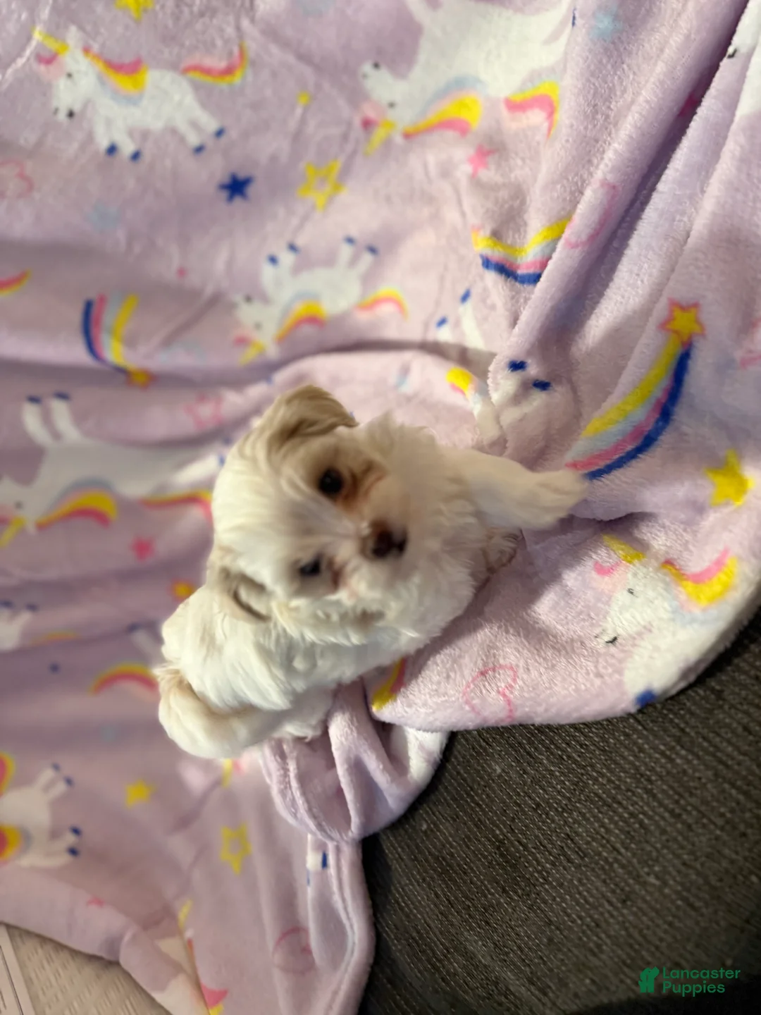 Maltipoo dogs for sale: Maltipoo Puppy 2 - Ad 2