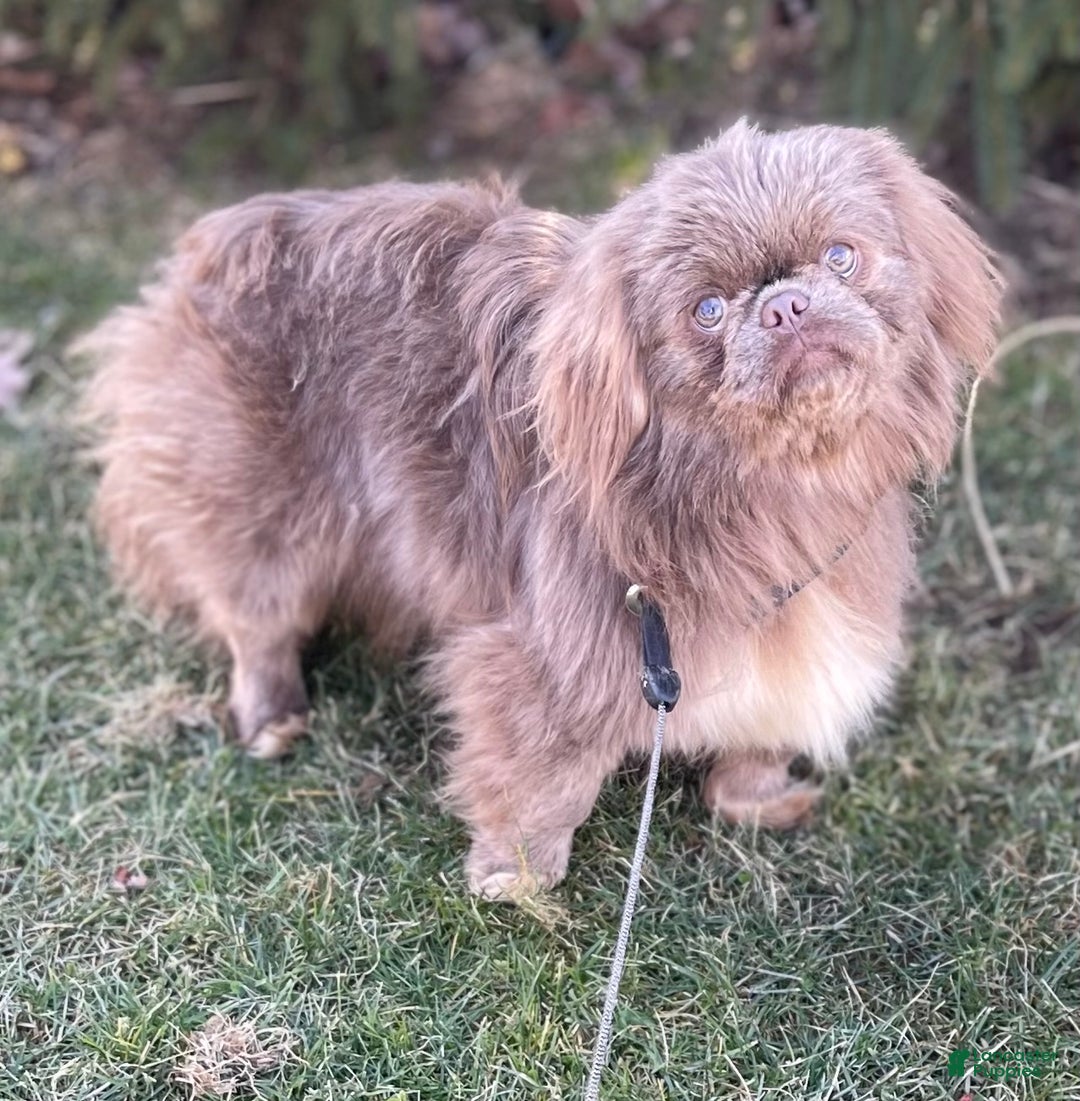 Pekingese dogs for sale: Akc DNA OFA Blue boots  - Ad 13