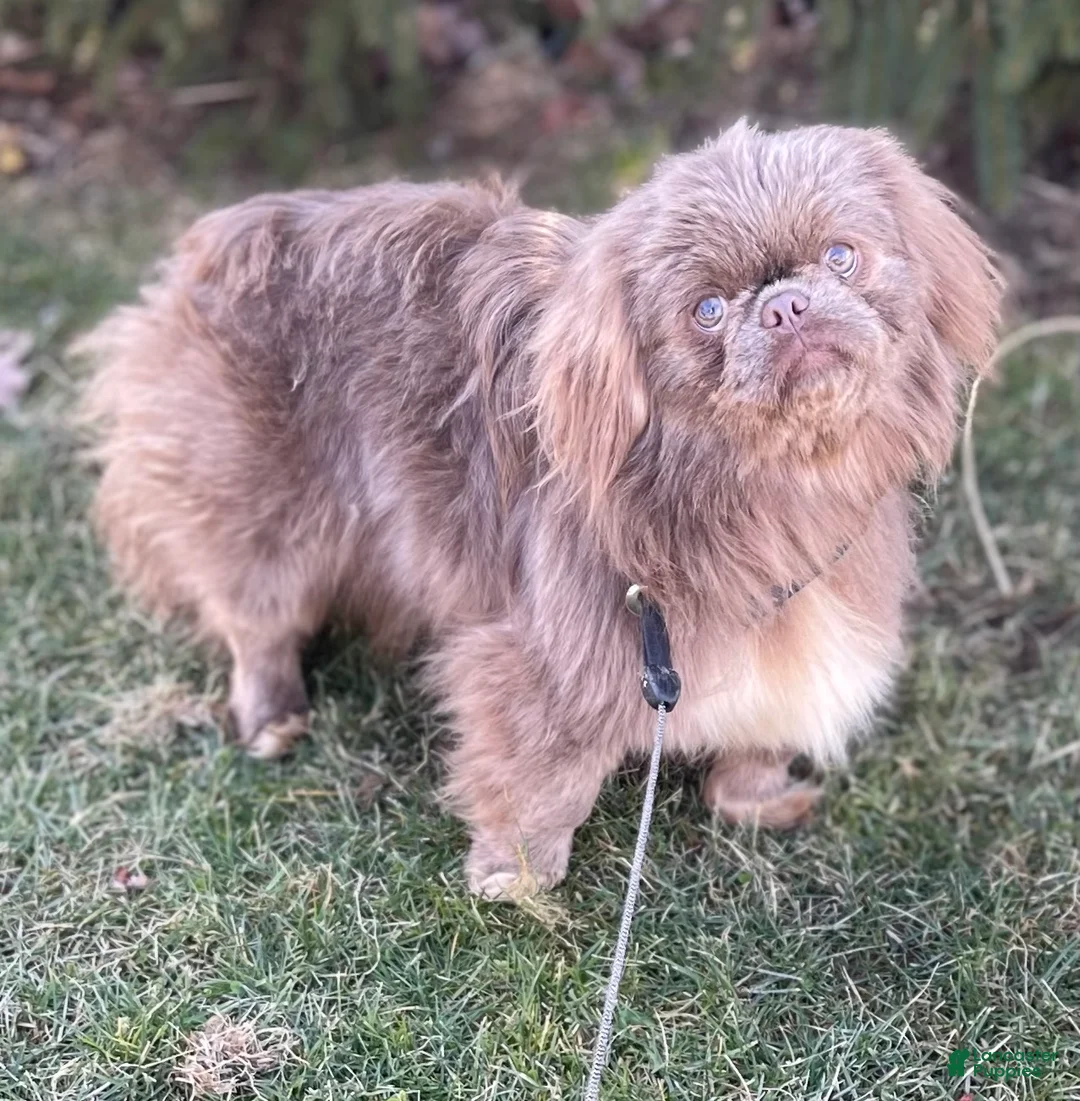 Pekingese dogs for sale: AKC DNA OFA Buddy lilac - Ad 22