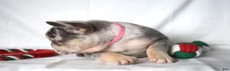 French Bulldog dogs for sale: Trixie - Ad 23
