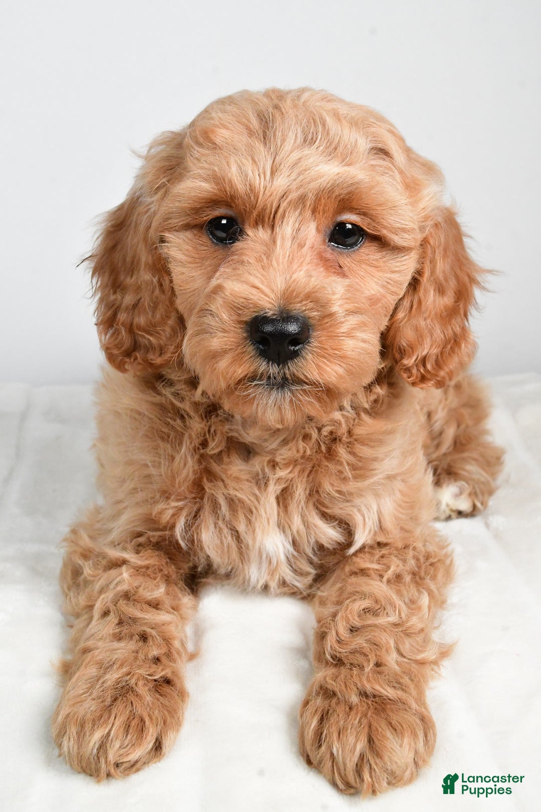 Cockapoo dogs for sale: sindy - Ad 3