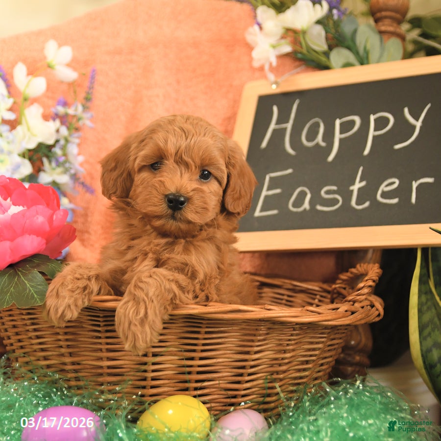 Mini Goldendoodle dogs Sasha - Ad 1