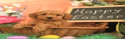 Mini Goldendoodle dogs for sale: Sasha - Ad 1