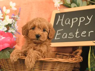 Mini Goldendoodle dogs for sale: Sasha - Ad 4