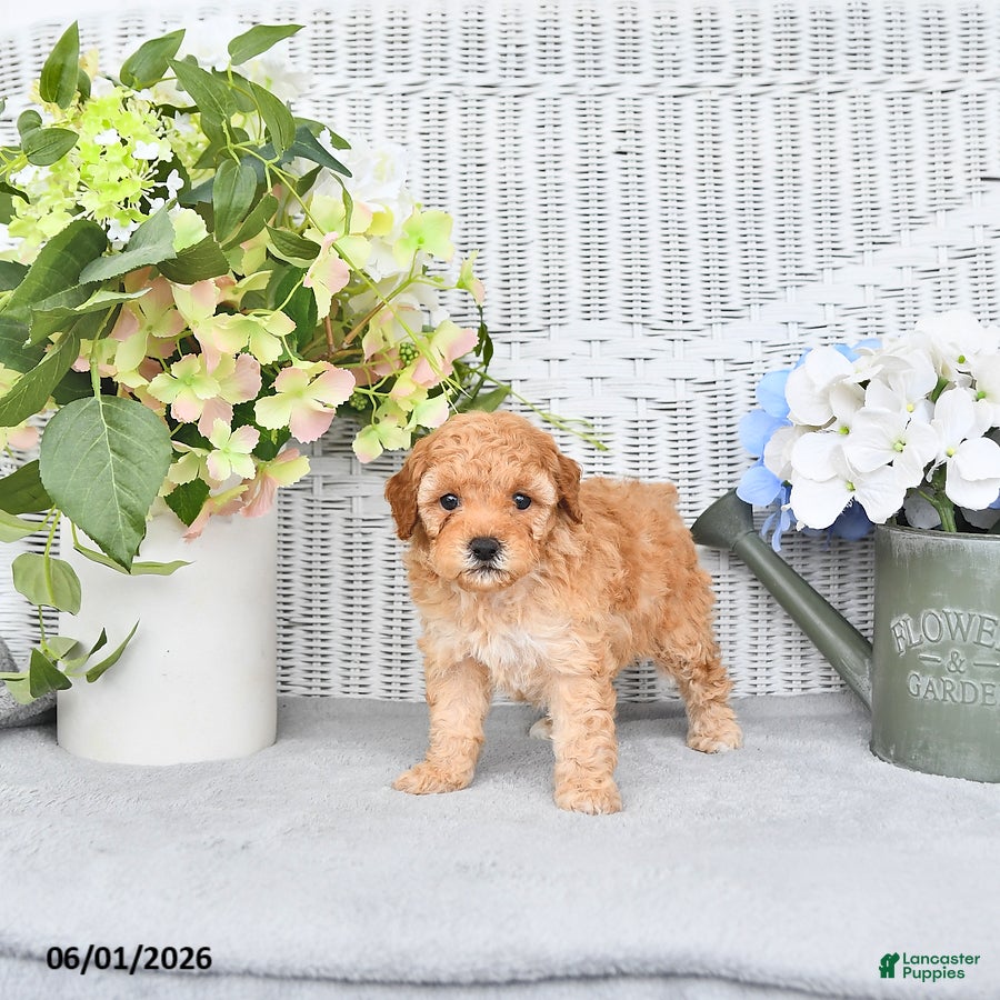Mini Aussiedoodle dogs for sale: Quincy - Ad 1