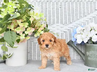 Mini Aussiedoodle dogs for sale: Quincy - Ad 3