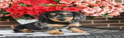 Miniature Dachshund dogs for sale: Toby  - Ad 4