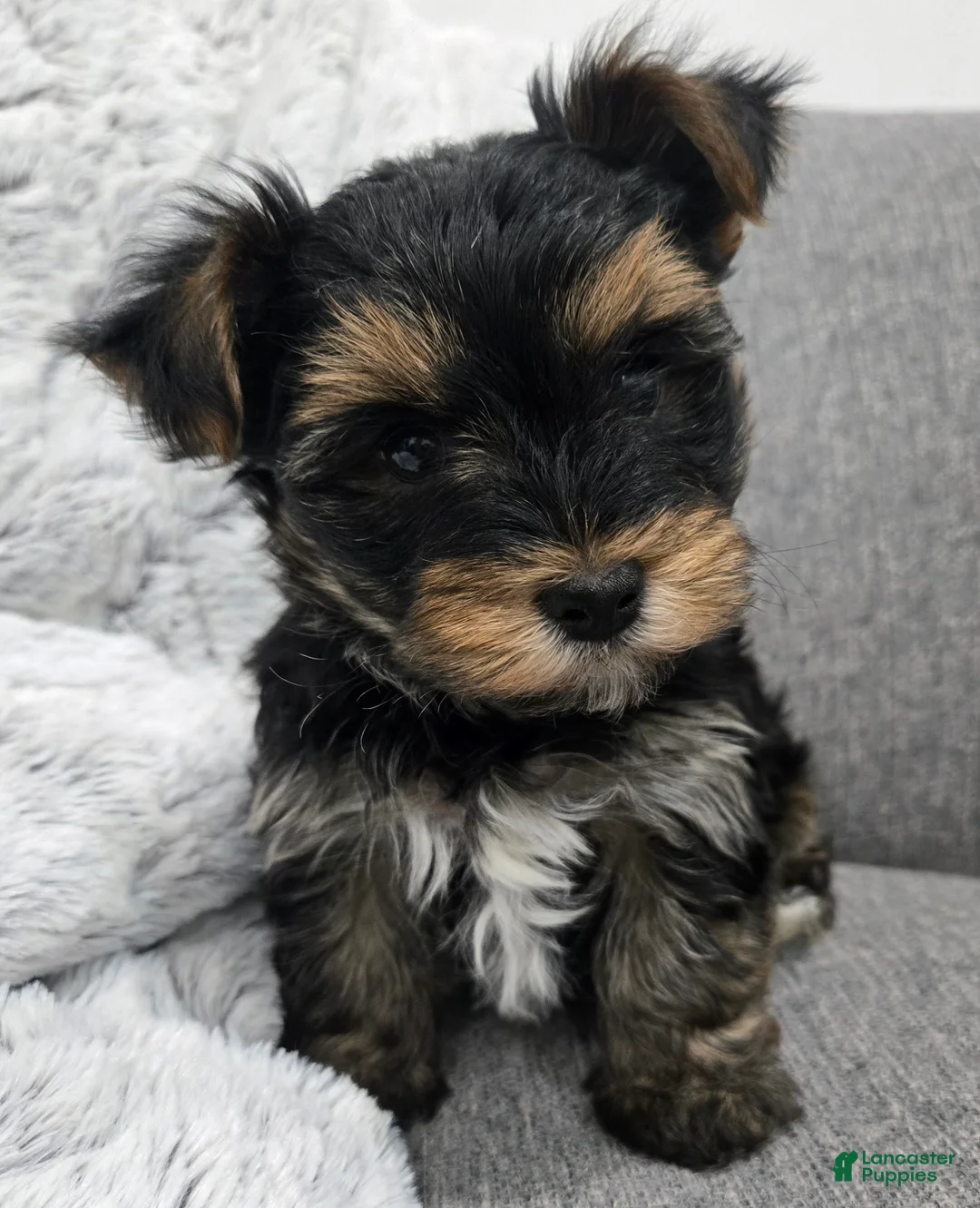 Yorkshire Terrier dogs for sale: Yorkshire Terrier Puppy 1 - Ad 4