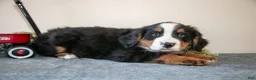 Bernese Mountain Dog dogs for sale: Spike - Ad 2