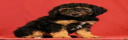 Miniature Poodle dogs for sale: Connor - Ad 8