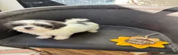 Shihpoo dogs for sale: Winston — The Adventurous Little Explorer - Ad 14