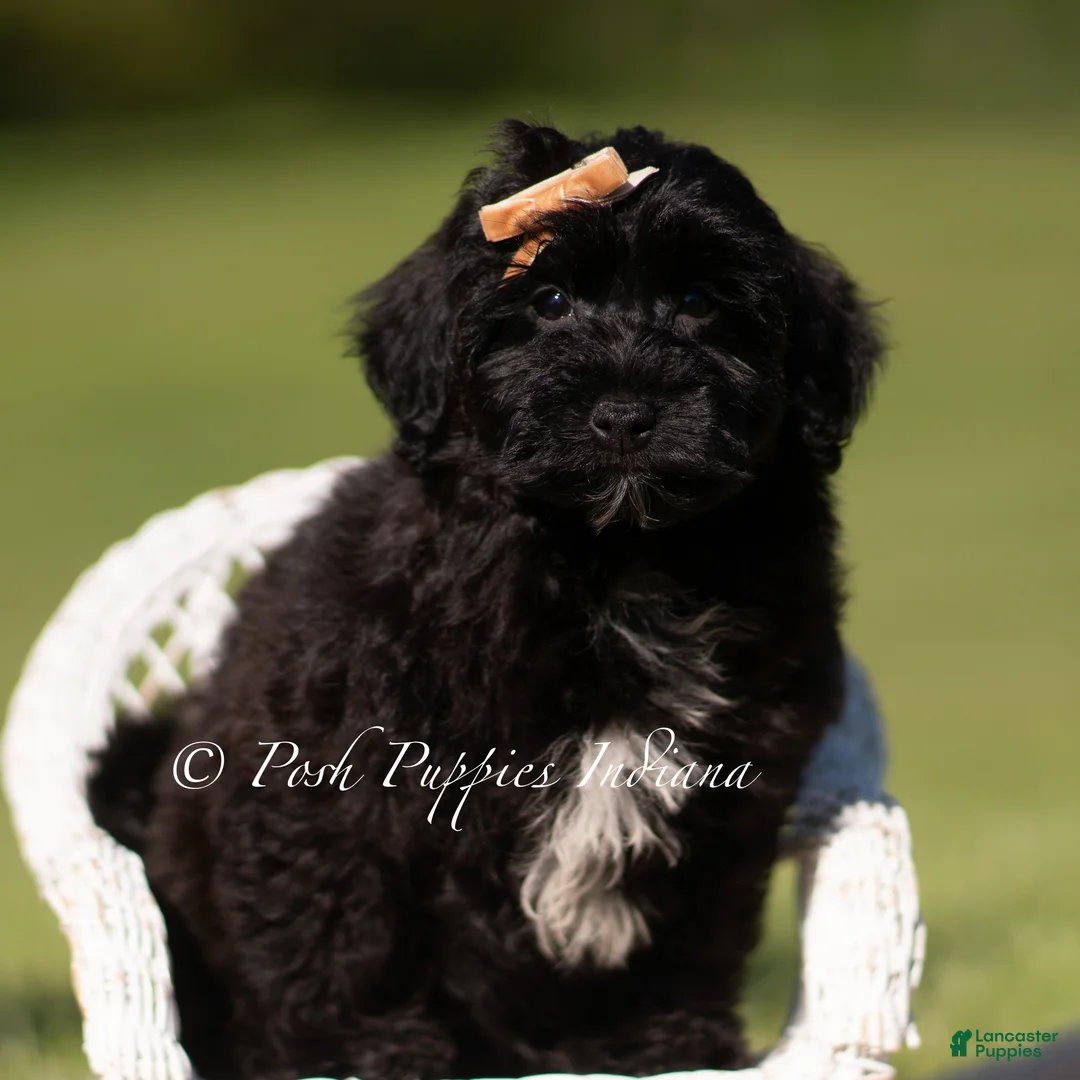 Yorkiepoo dogs for sale: Pixel - Ad 6