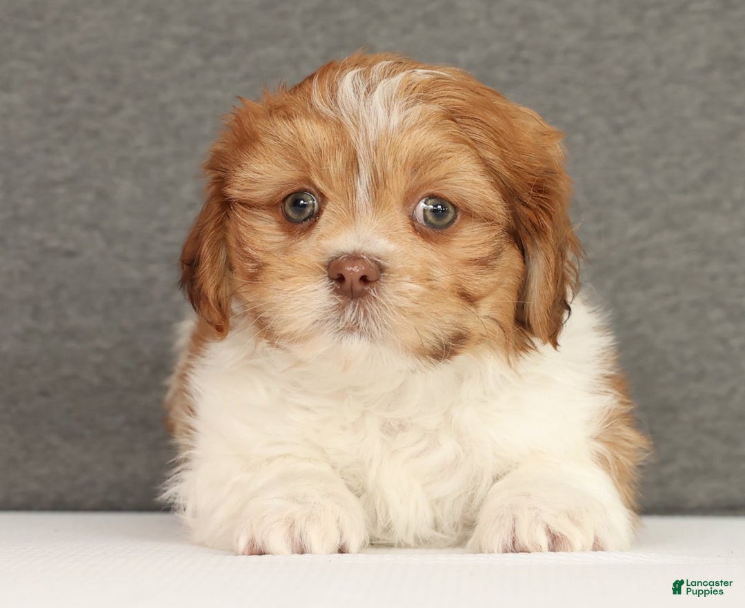 Shih Tzu dogs for sale: Elon - Ad 4