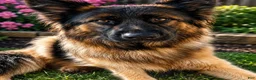 German Shepherd dogs for sale: German Shepherd 2 blaze - Ad 2