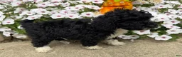 Miniature Poodle dogs for sale: Betty - Ad 6