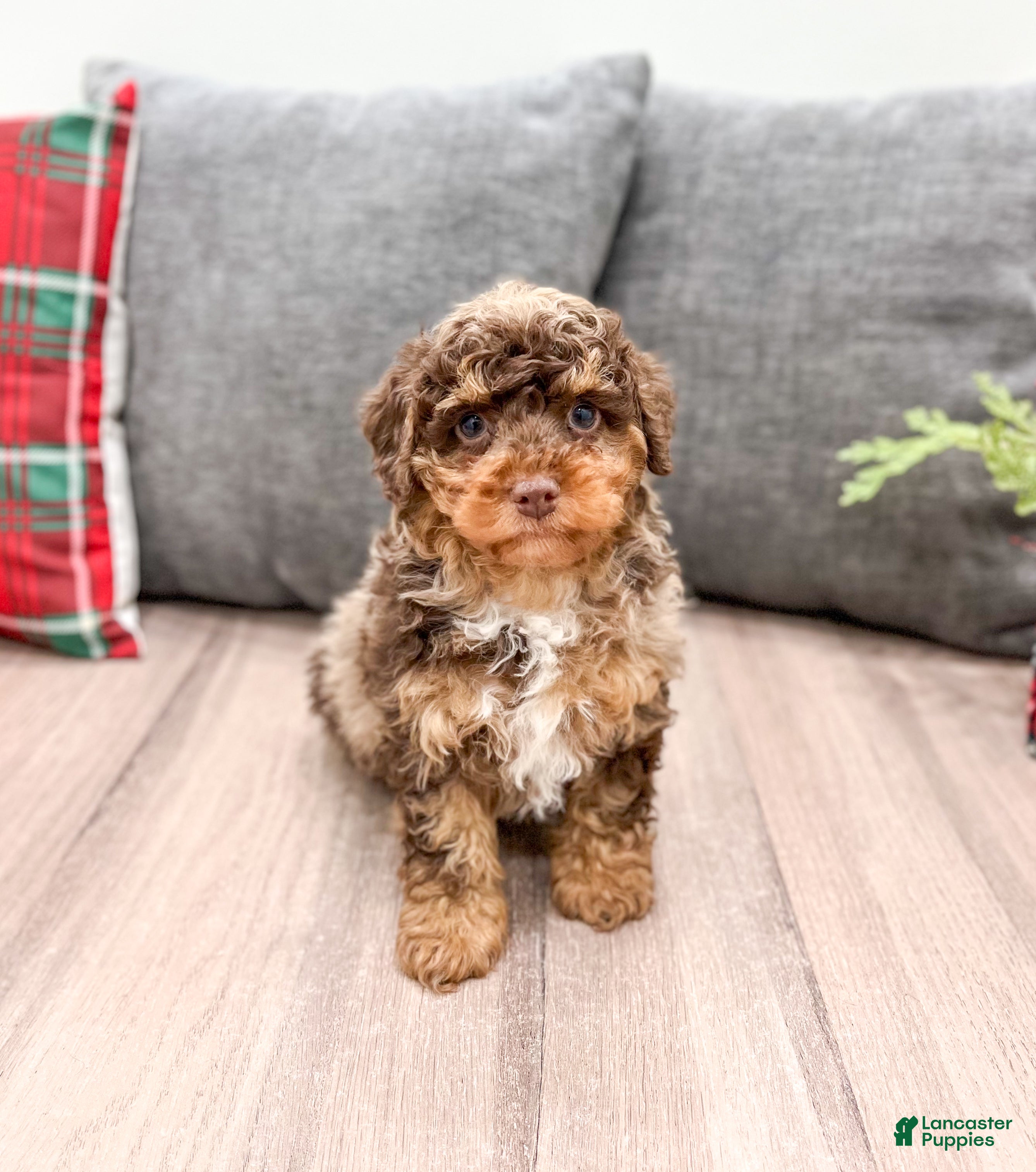 Miniature Poodle dogs Copper - Ad 40
