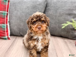 Miniature Poodle dogs Copper - Ad 20