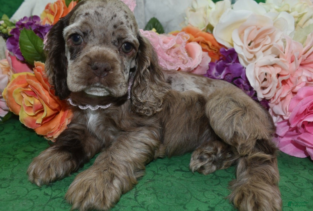 Cocker Spaniel dogs AKC Daisy Chocolate Tan Merle American Cocker Spaniel Puppy - Ad 1