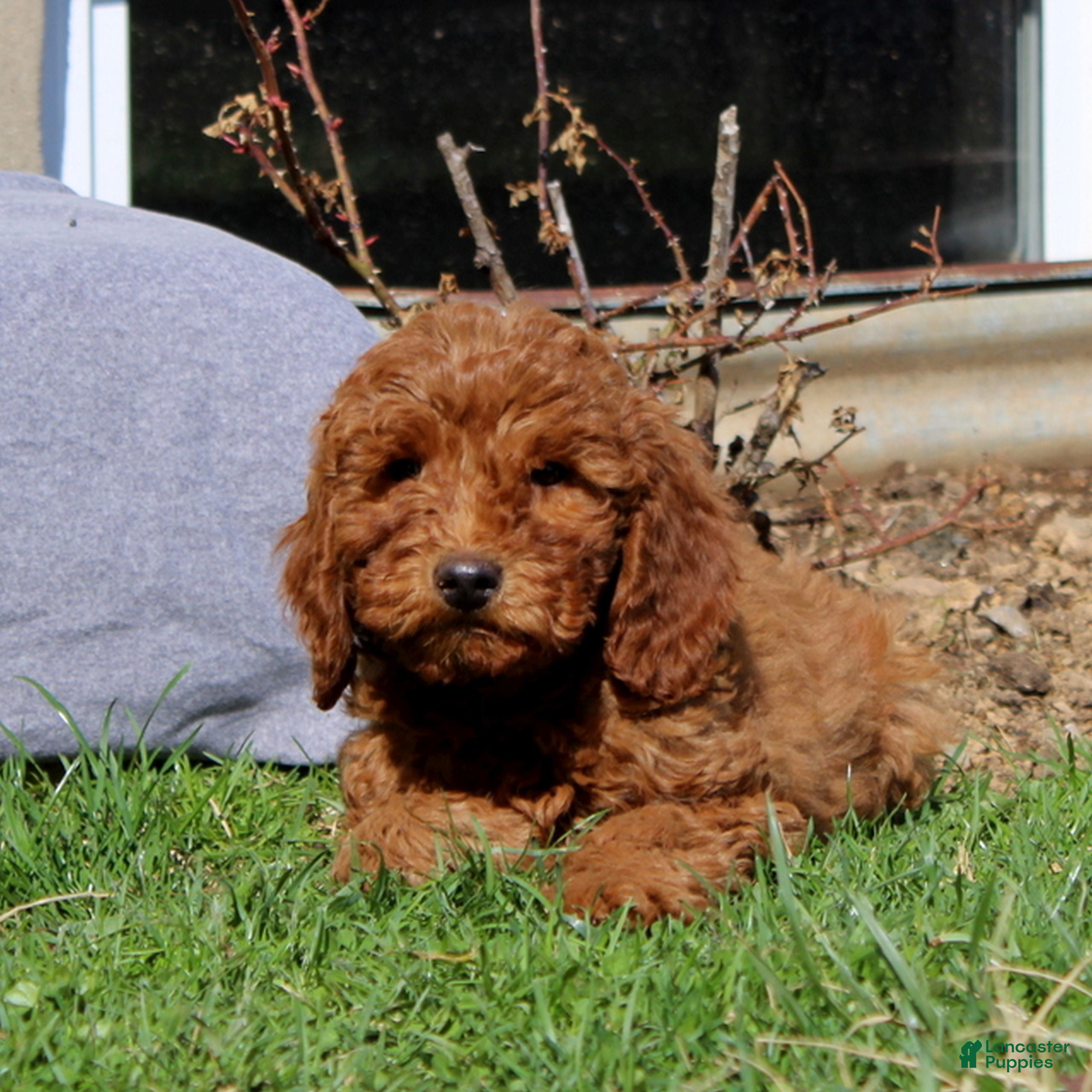 Mini Goldendoodle dogs Sophie  - Ad 2