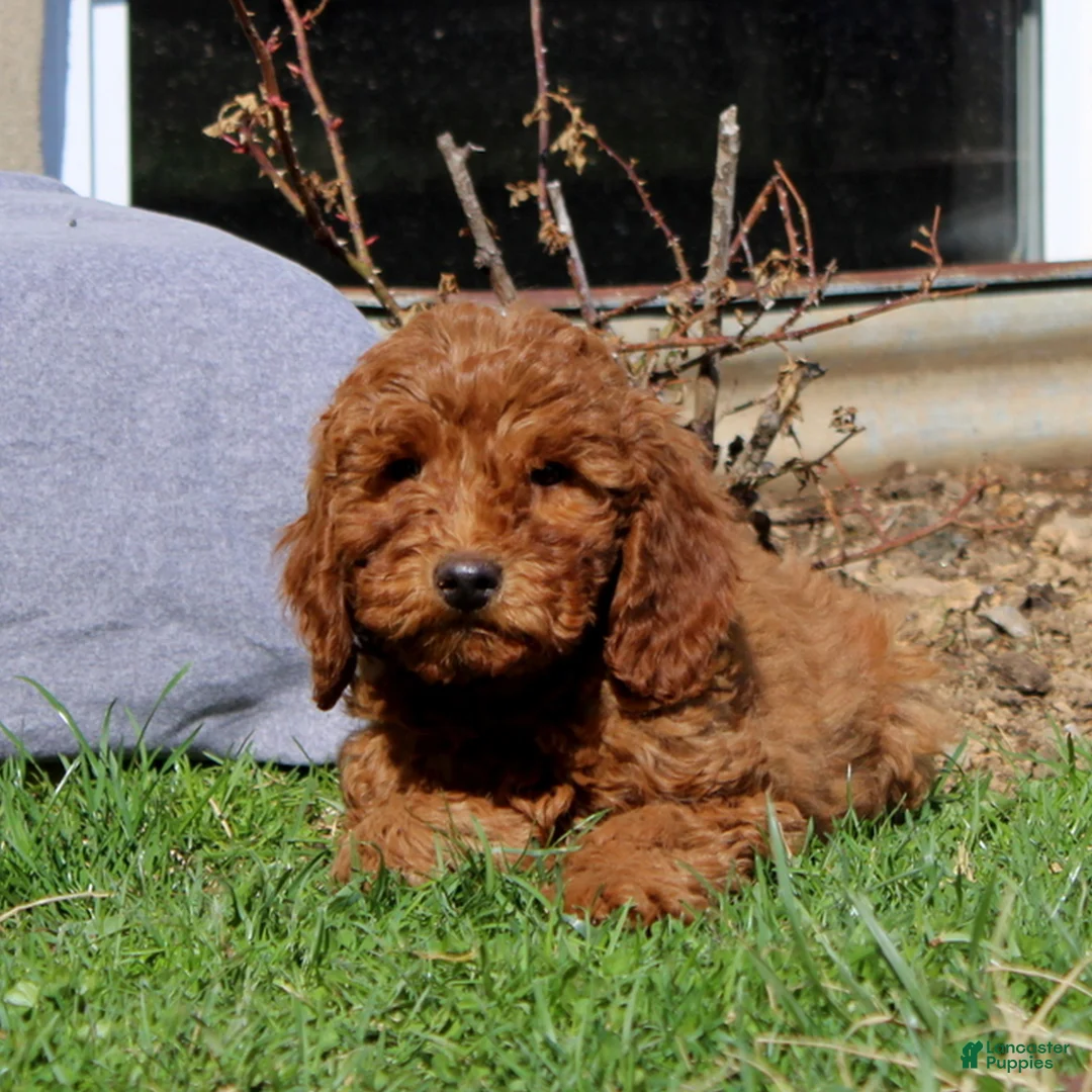 Mini Goldendoodle dogs for sale: Sophie  - Ad 2